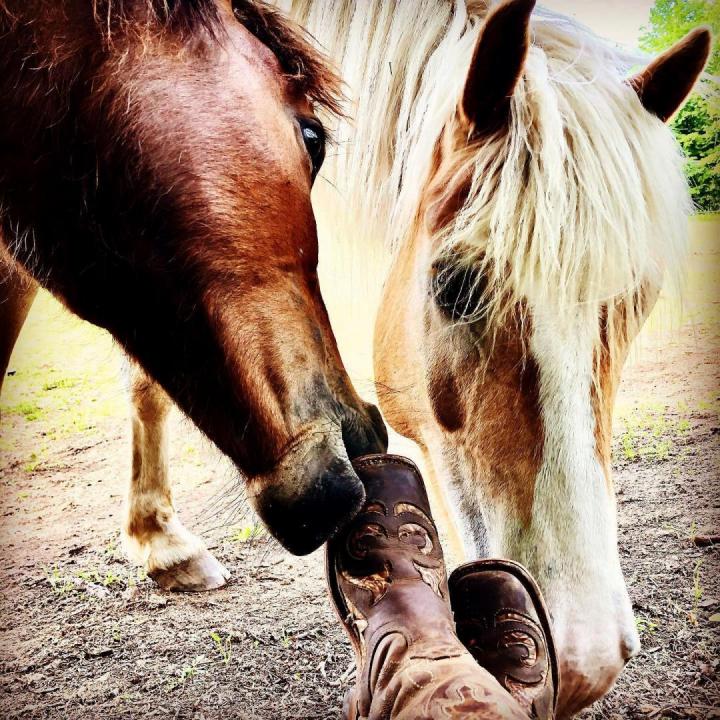 Ateliers avec les chevaux Brigham